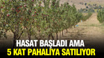 Hasat başladı ama 5 kat pahalıya satılıyor