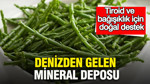 Denizden gelen mineral deposu: Tiroid ve bağışıklık için doğal destek