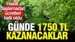 Hasat başlamadan ücretleri belli oldu: Günde 1750 TL kazanacaklar
