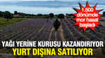 Yağı yerine kurusu kazandırıyor, yurt dışına satılıyor… 1.500 dönümde mor hasat başladı