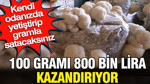 Dev hasat: 100 gramı 800 bin lira kazandırıyor Kendi odanızda yetiştirip gramla satacaksınız