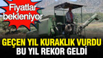 Geçen yıl kuraklık vurmuştu, bu yıl rekor geldi: Fiyat bekleniyor