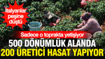 İtalyanlar peşine düştü… Sadece o toprakta yetişiyor: 500 dönümlük alanda 200 üretici hasat yapıyor