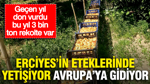 Erciyes'in eteklerinde yetişiyor, Avrupa'ya gidiyor: Geçen yıl don vurdu, bu yıl 3 bin ton bekleniyor