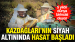 Kazdağları'nın siyah altınında hasat başladı: 5 yıldır dünya birincisi oluyor