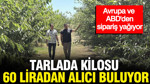 Tarlada kilosu 60 liradan alıcı buluyor: Avrupa ve ABD'den sipariş yağıyor
