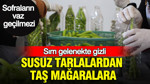 Susuz tarlalardan taş mağaralara: Sırrı gelenekte gizli: Üretim için kolları sıvadılar