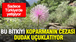 Sadece Türkiye'de yetişiyor: Bu bitkiyi koparmanın cezası dudak uçuklattı
