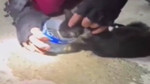 Hatay’da yürek ısıtan anlar: Mazgala düşen kedi için herkes seferber oldu