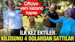 İlk kez ektiler, kilosunu 4 dolardan sattılar: Çiftçiye yeni kazanç kapısı