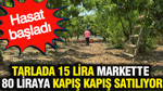 Tarlada 15 lira markette 80 liraya kapış kapış satılıyor: Hasat başladı