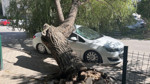Araba park halindeyken üzerine ağaç düştü