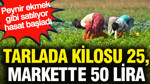 Tarlada kilosu 25, markette 50 lira: Peynir ekmek gibi satılıyor hasat başladı