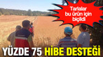 Yüzde 75 hibe desteği: Tarlalar bu ürün için biçildi