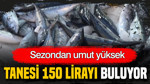 Tanesi 150 lirayı buluyor: Sezondan umut yüksek