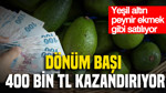Yeşil altın peynir ekmek gibi satılıyor: Dönüm başı 400 bin TL kazandırıyor