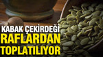 Kabak çekirdekleri raflardan tek tek toplatılıyor: 4 ülke harekete geçti