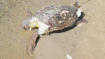 Ayvalık’ta kıyıya ölü caretta caretta vurdu