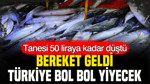 Bereket geldi, Türkiye bol bol yiyecek: Tanesi 50 liraya kadar düştü