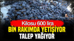 Bin rakımda yetişiyor, talep yağıyor: Kilosu 600 lira