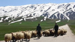 Çobanların yerini yapay zeka mı alıyor?