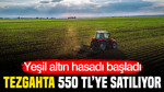 Yeşil altın hasadı başladı: Tezgahta 550 TL'ye satılıyor