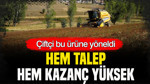 Çiftçi bu ürüne yöneldi: Hem talep, hem kazanç yüksek