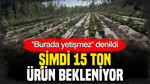 “Burada yetişmez” denildi: Şimdi 15 ton ürün bekleniyor