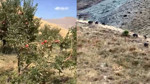 Hakkari'de domuz sürüleri elma bahçelerine zarar verdi