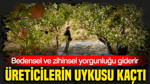 Bedensel ve zihinsel yorgunluğu giderir: Üreticilerin uykusu kaçtı: Siirtliler binbir emekle yetiştiriyor