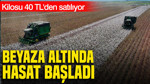 Beyaz altın hasadı başladı: Kilosu 40 TL'den satılıyor