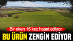 Bir kere eken 15 kez hasat ediyor: Bu ürün zengin ediyor