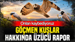 Onları kaybediyoruz: Göçmen kuşlarla ilgili rapor üzdü