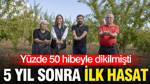 Yüzde 50 hibeyle dikilmişti: 5 yıl sonra ilk hasat