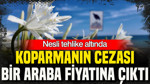 Koparmanın cezası bir araba fiyatına çıktı: Nesli tehlike altında