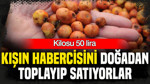Kışın habercisini doğadan topluyorlar, kilosu 50 liraya satıyorlar