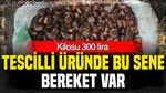 Tescilli üründe bu sene bereket var: Kilosu 300 lira