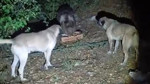 Tunceli’de kamp alanına gelen ayı köpeklerin havlamasına aldırmadı