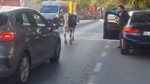 Ataşehir'de şaşırtan görüntü: İnekler trafiğin ortasına çıktı