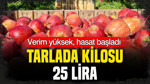Verim yüksek, hasat başladı: Tarlada kilosu 25 lira