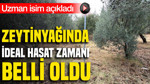 Zeytinyağı için ideal hasat zamanı belli oldu: Uzman isim açıkladı