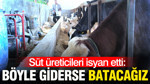 Süt üreticileri isyan etti: Böyle giderse batacağız