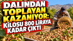 Dalından toplayan kazanıyor: Kilosu 800 liraya kadar çıktı