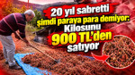 20 yıl sabretti şimdi paraya para demiyor: Kilosunu 900 TL'den satıyor