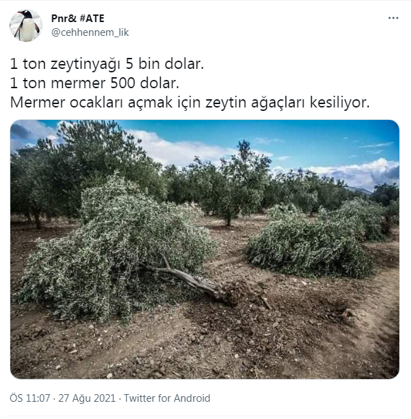 1 tonu 500 dolar olan mermer için binlerce zeytin ağacı katlediliyor - Resim : 1
