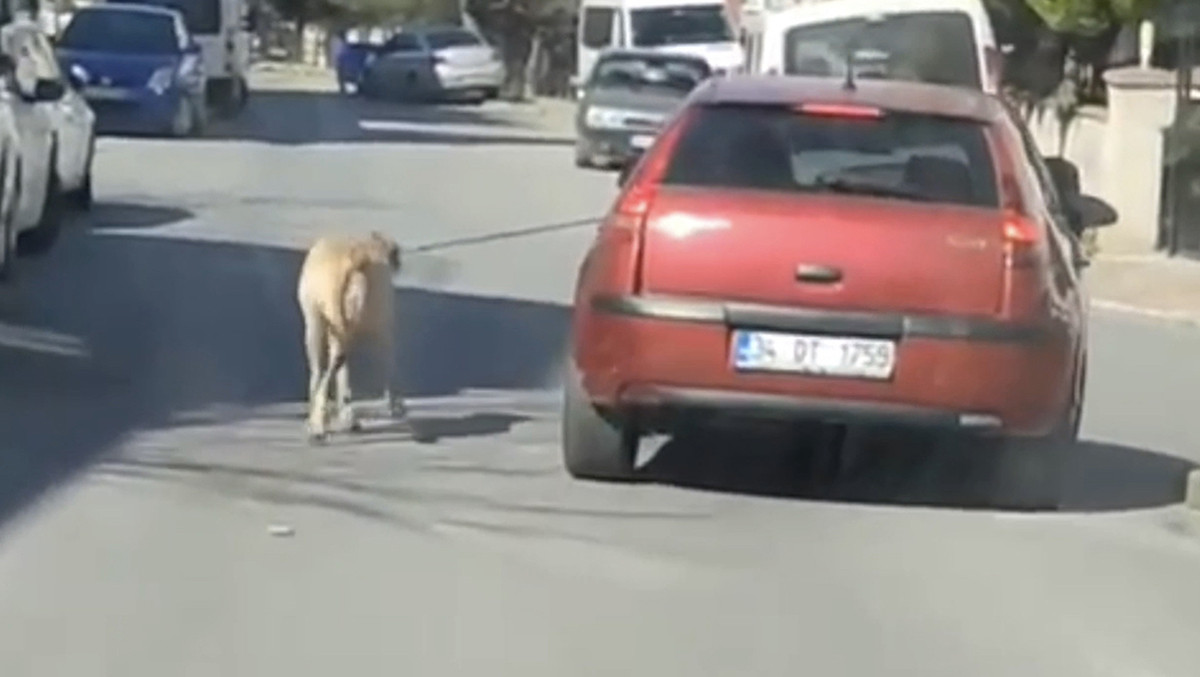 Vicdansızın yaptığına bak! Köpeği iple bağlayıp peşinde koşturdu… - Resim : 1