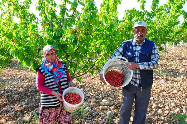 Senenin ilk kirazı çıktı. 700 liralık fiyatı gören korkup kaçtı. O da zaten kirazın toptan fiyatı - Resim : 1