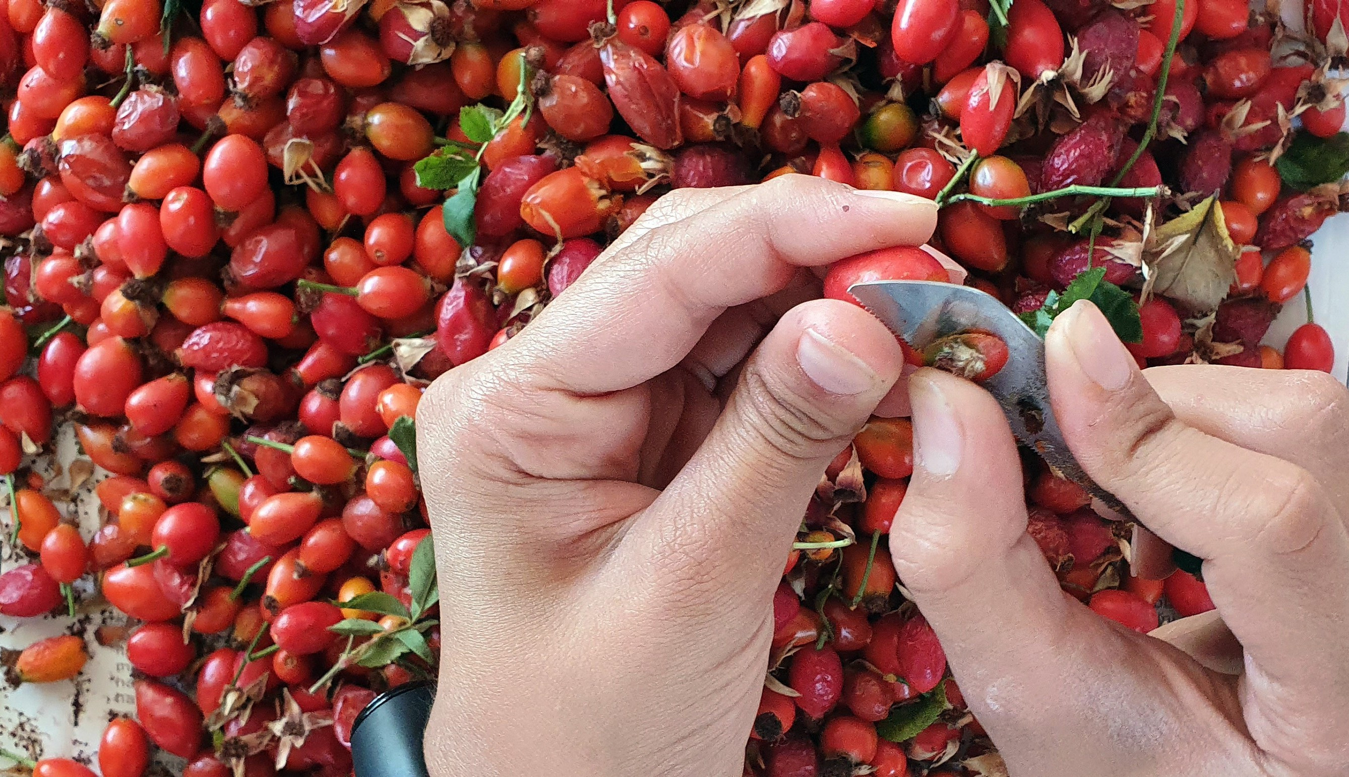 Meyve değil sanki &ouml;l&uuml;ms&uuml;zl&uuml;k iksiri - Resim : 3
