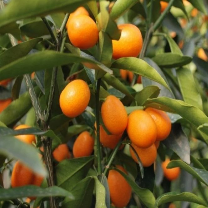 Evde de yetiştirilebiliyor. Kolesterolü en hızlı düşüren meyve oymuş - Resim : 1