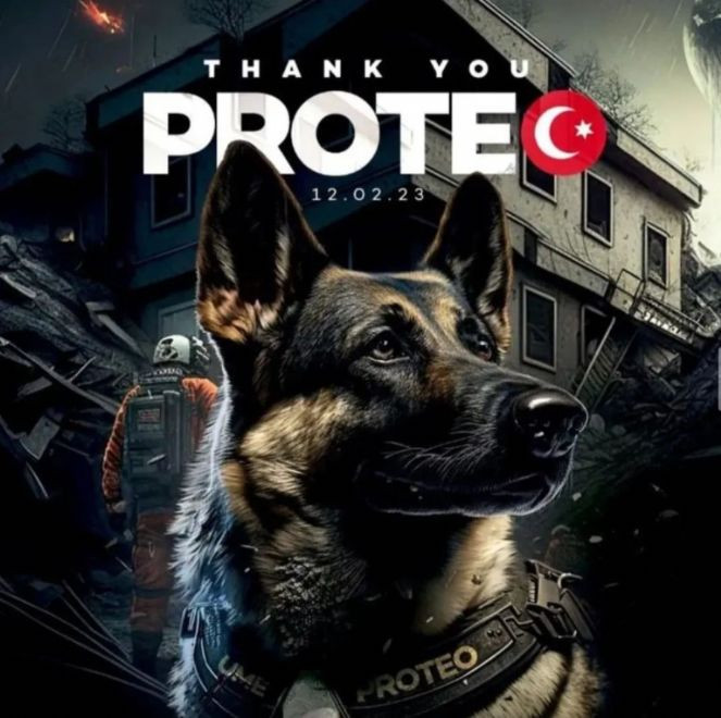 Meksikalı arama-kurtarma köpeği Proteo'nun ölüm nedeni belli oldu - Resim : 1